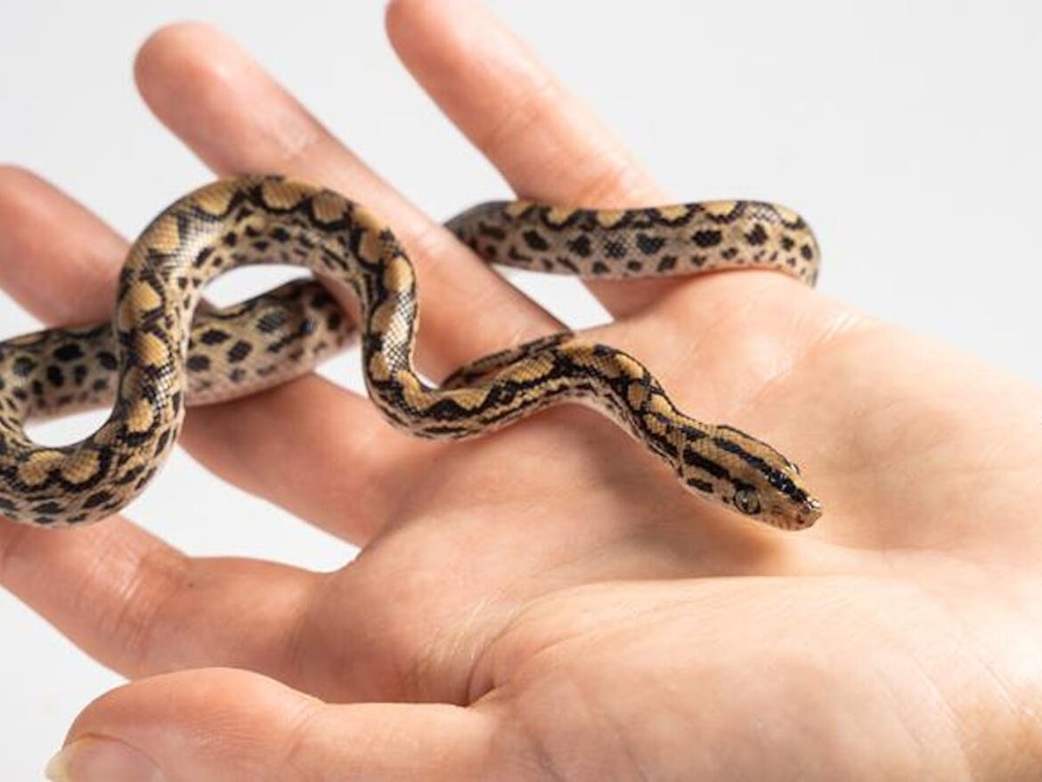 Arti Mimpi Digigit Ular, Pertanda Baik atau Buruk?